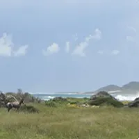 Úrsula